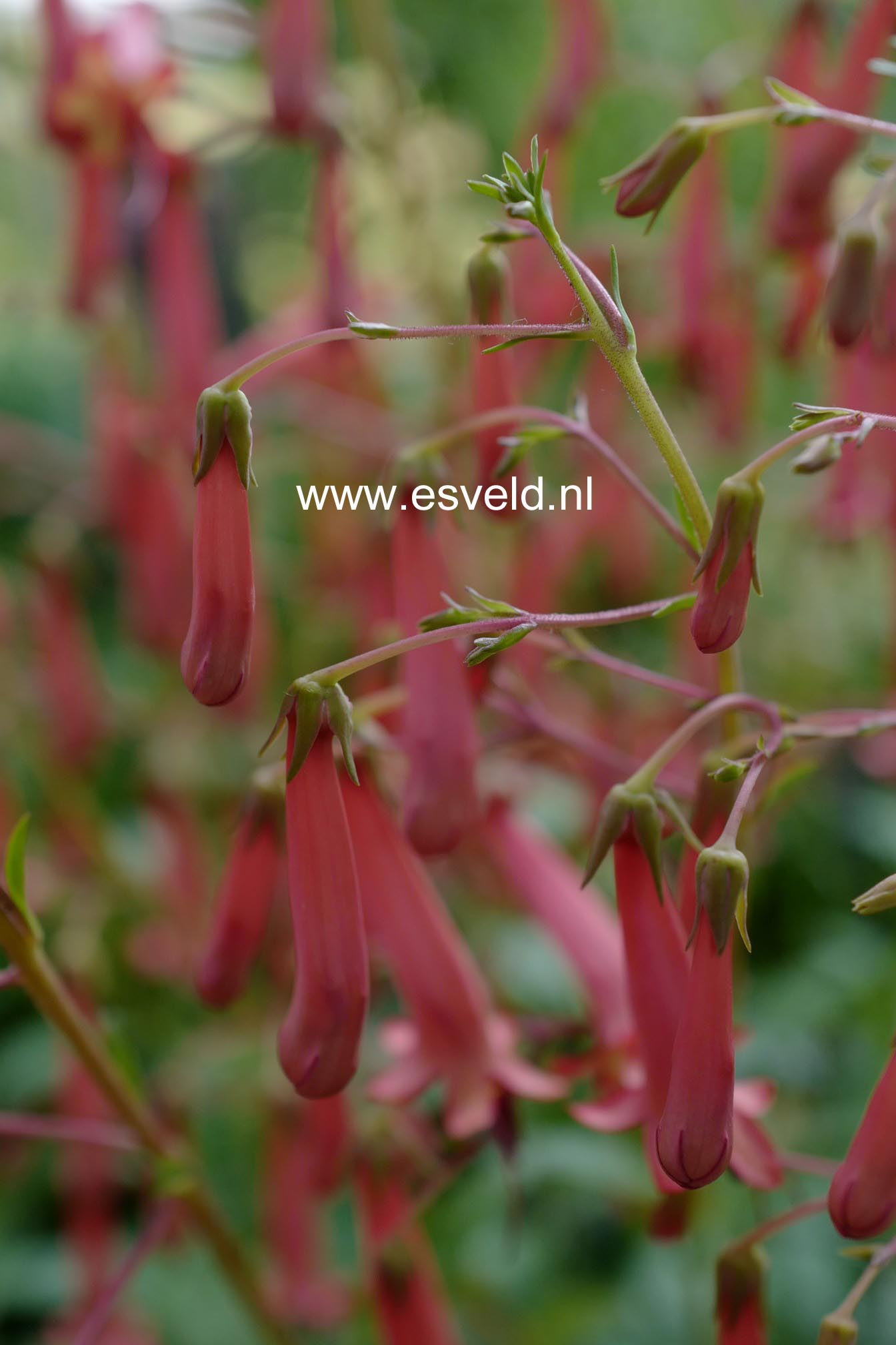 Phygelius rectus 'African Queen'