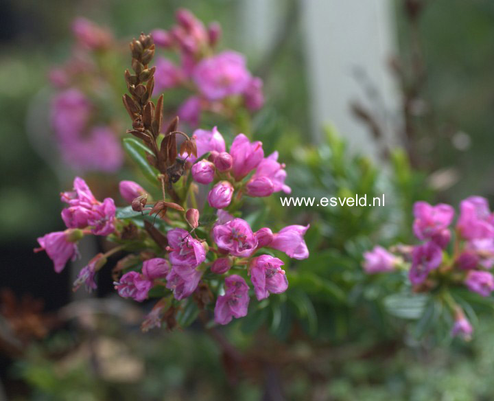 Phylliopsis hillieri 'Pinocchio'