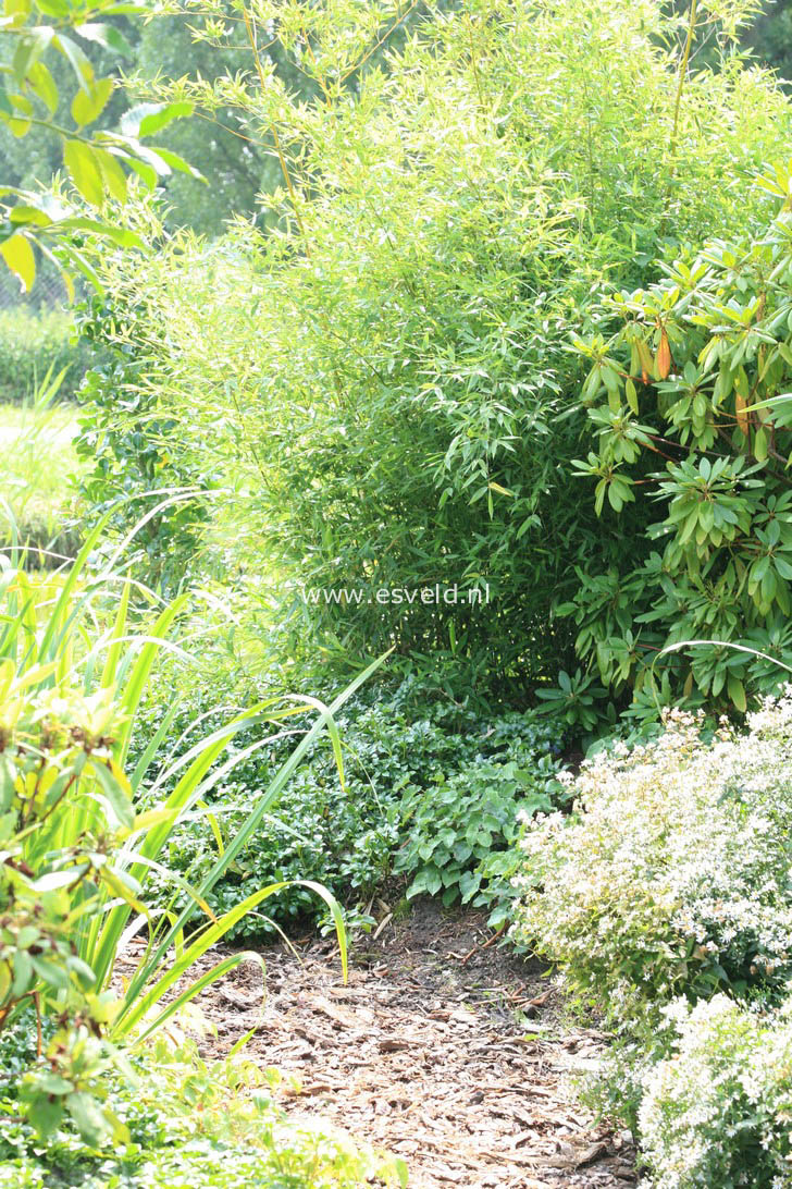 Phyllostachys aurea