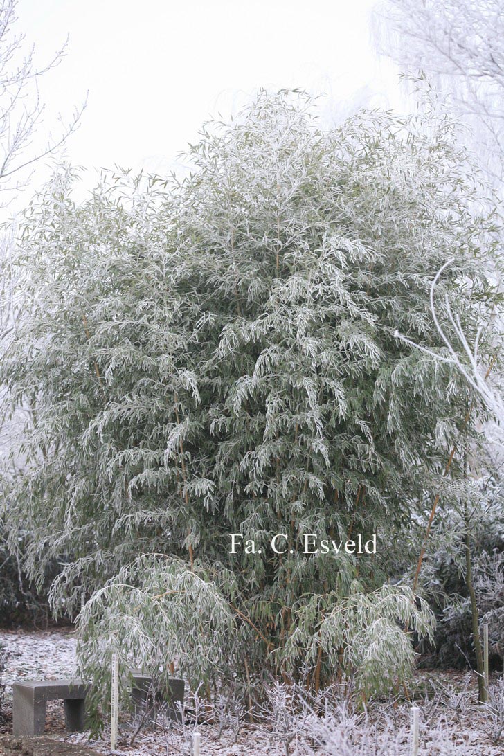 Phyllostachys aureosulcata 'Spectabilis'