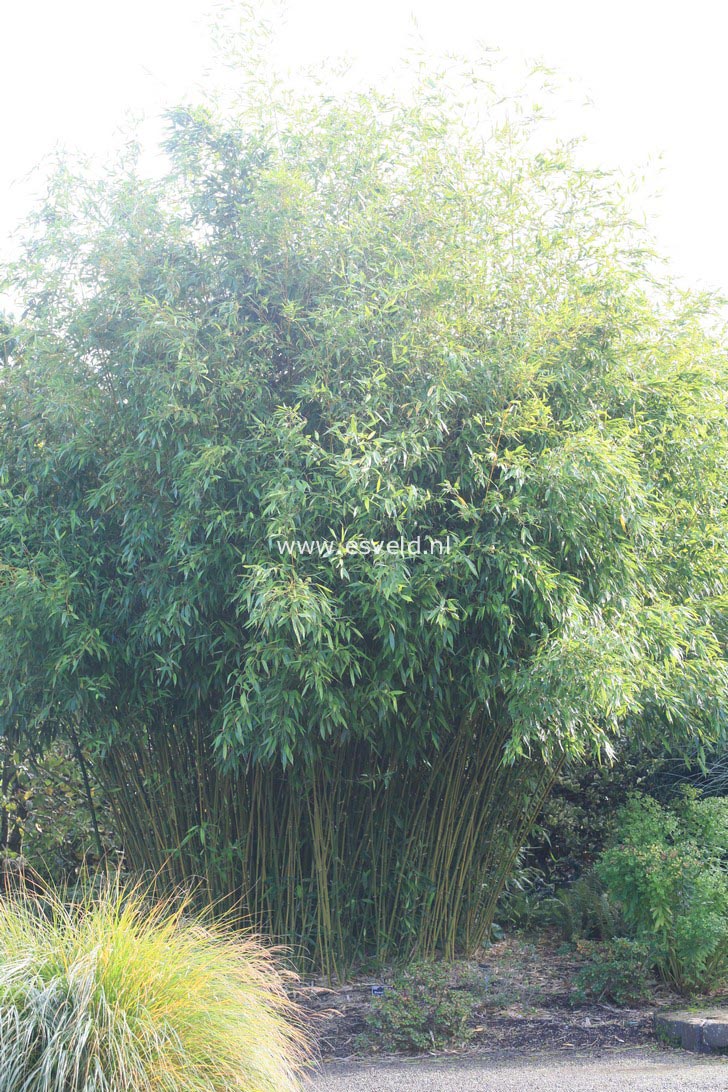 Phyllostachys bissettii