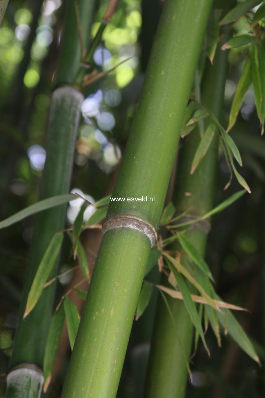 Phyllostachys viridi-glaucescens