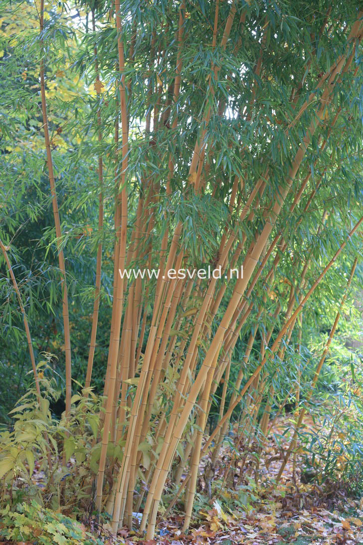 Phyllostachys vivax 'Aureocaulis'