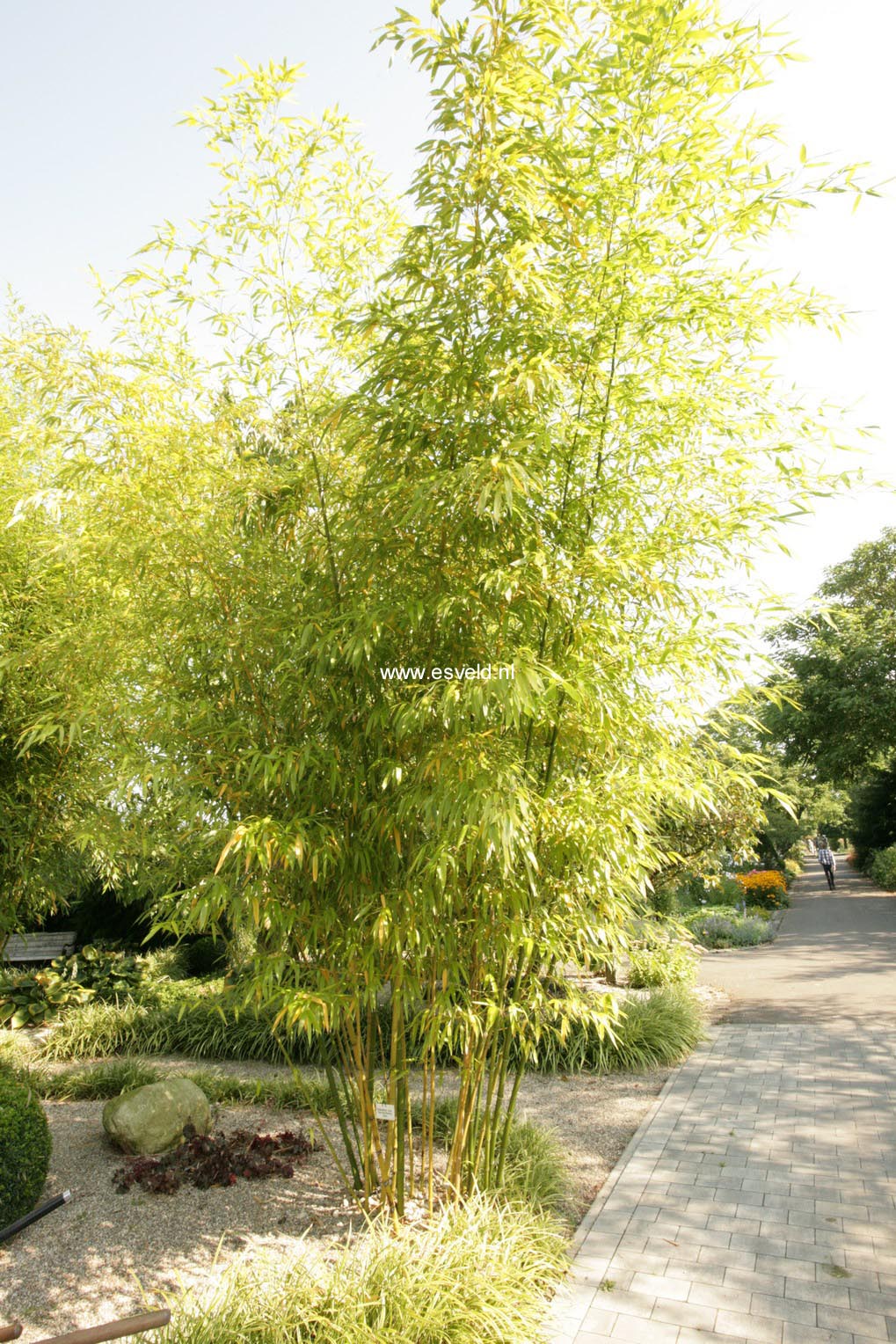 Phyllostachys vivax
