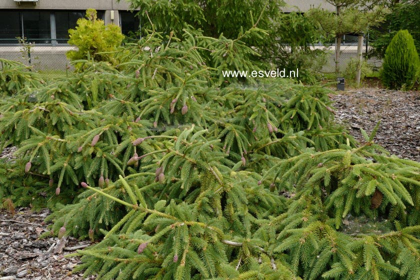 Picea abies 'Acrocona'