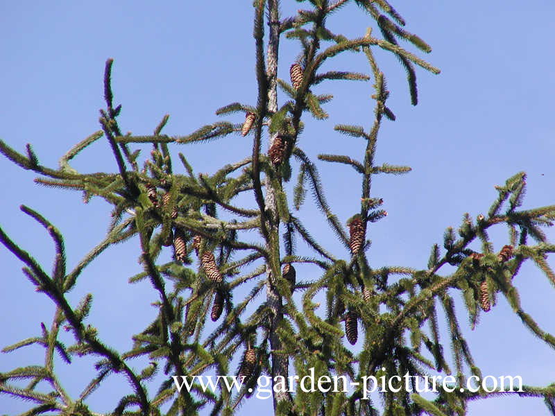 Picea abies 'Virgata'