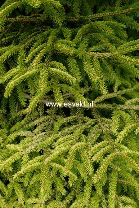 Picea orientalis 'Skylands'