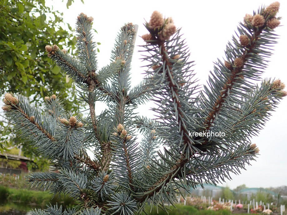 Picea pungens 'Hoopsii'