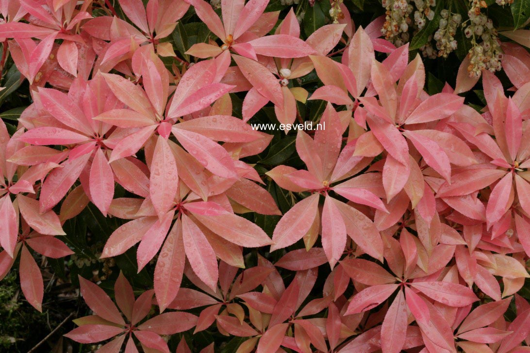 Pieris 'Valley Fire'
