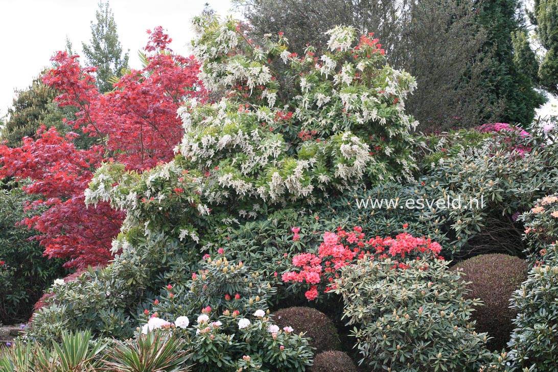 Pieris formosa forrestii 'Jermyns'