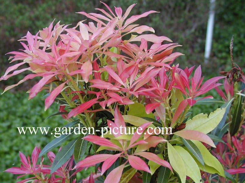 Pieris japonica 'Elaine'