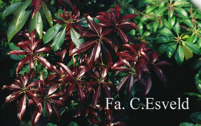 Pieris japonica 'Katsura'