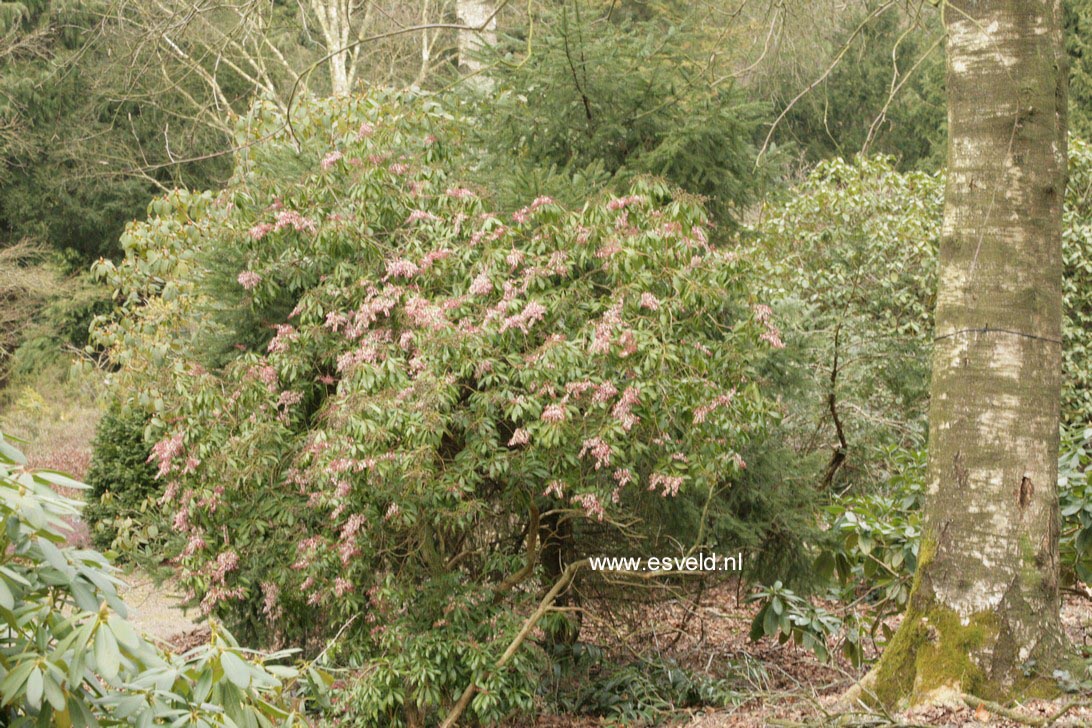Pieris japonica 'Valley Rose'