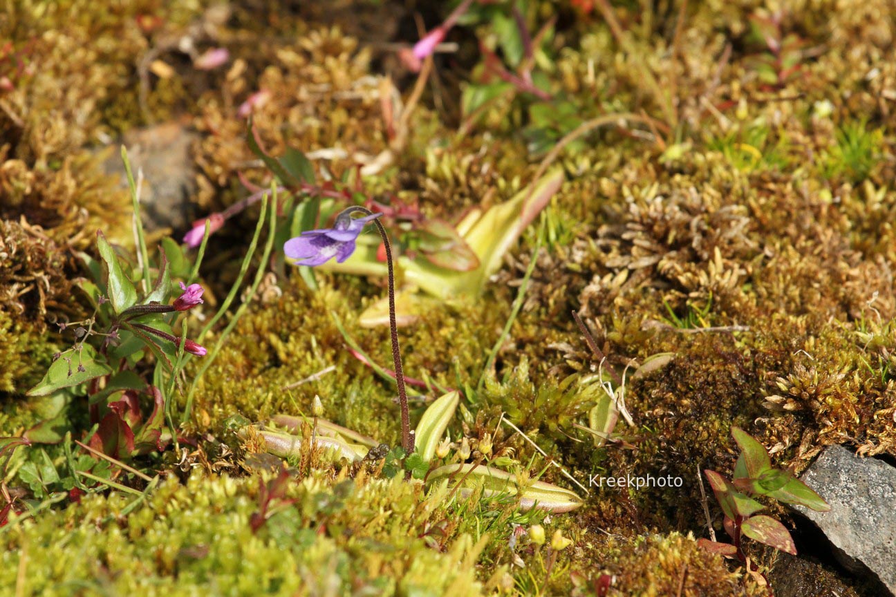 Pinguicula vulgaris