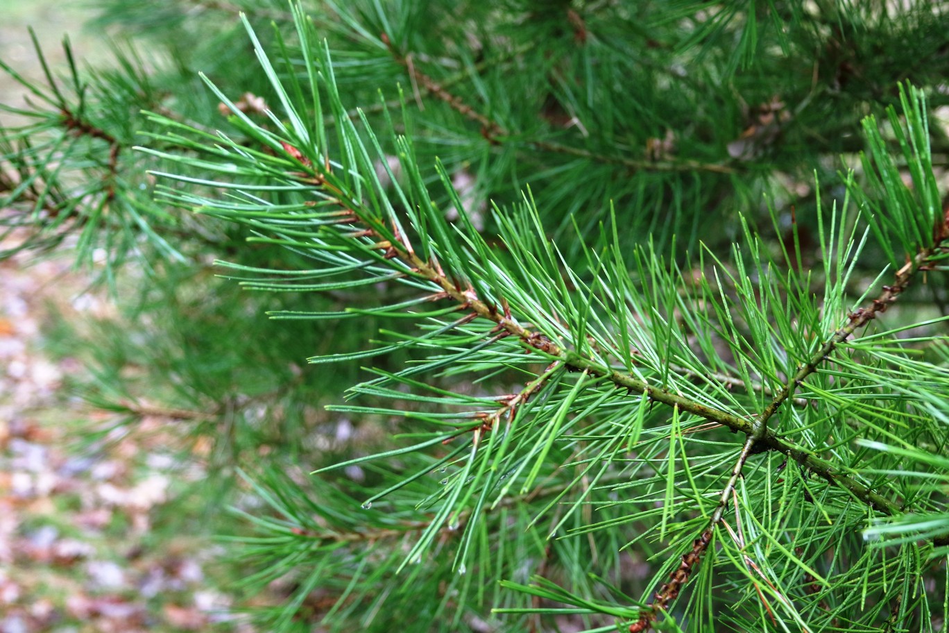 Pinus bungeana