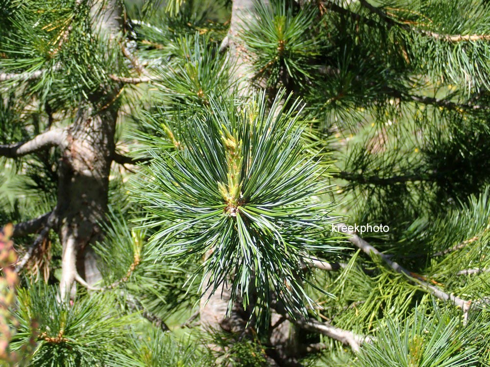Pinus cembra