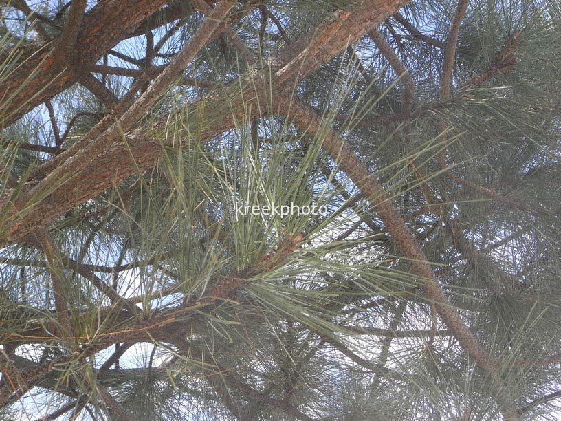 Pinus coulteri
