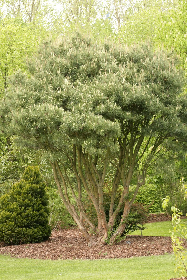 Pinus densiflora 'Umbraculifera'