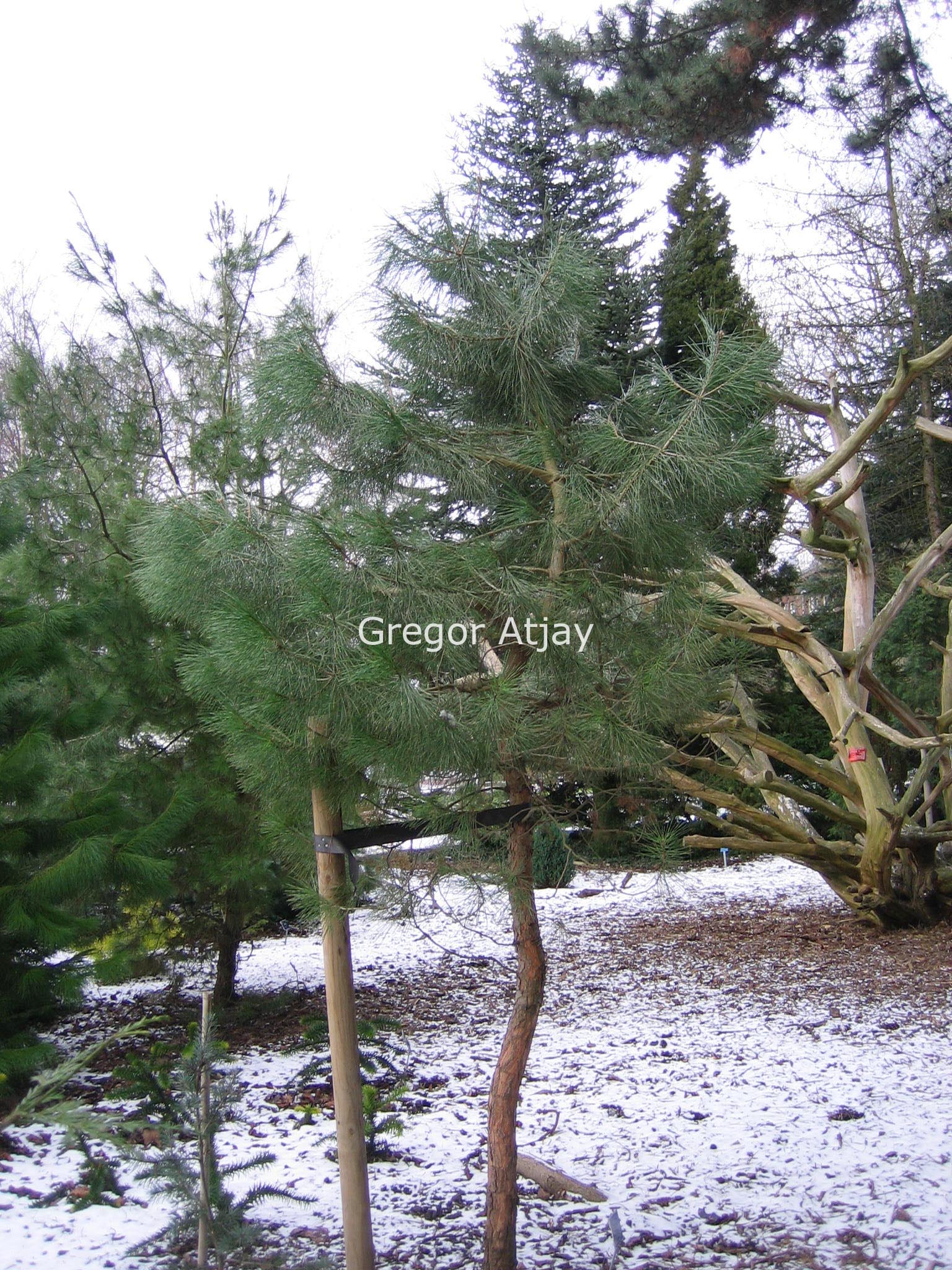 Pinus halepensis