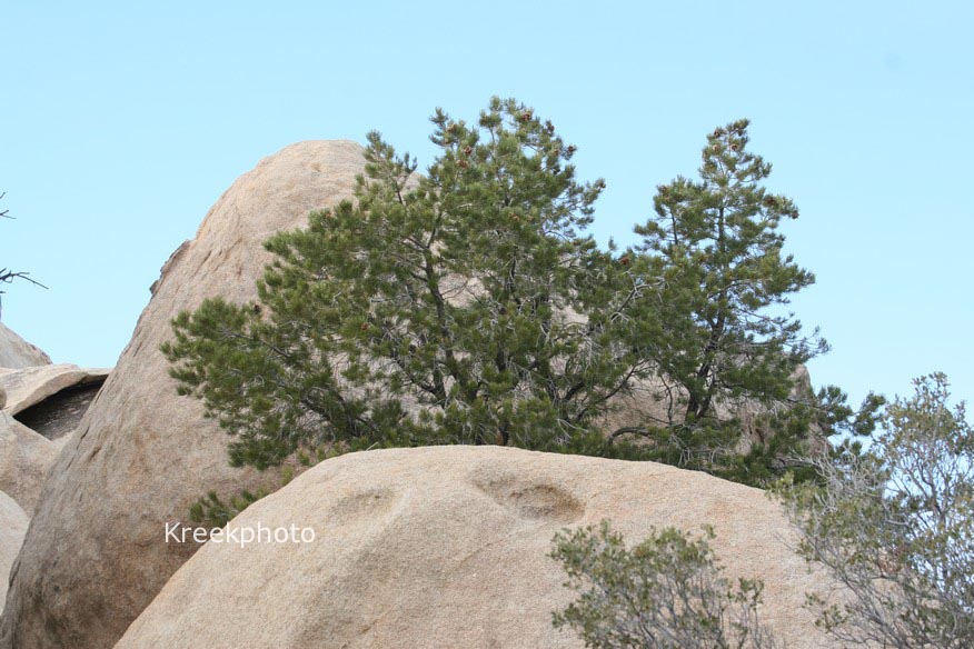 Pinus monophylla