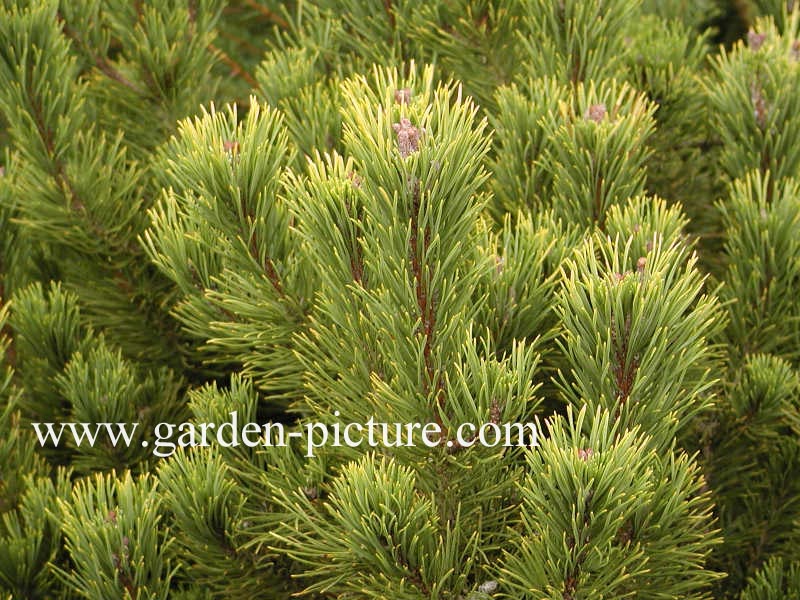 Pinus mugo 'Winter Gold'