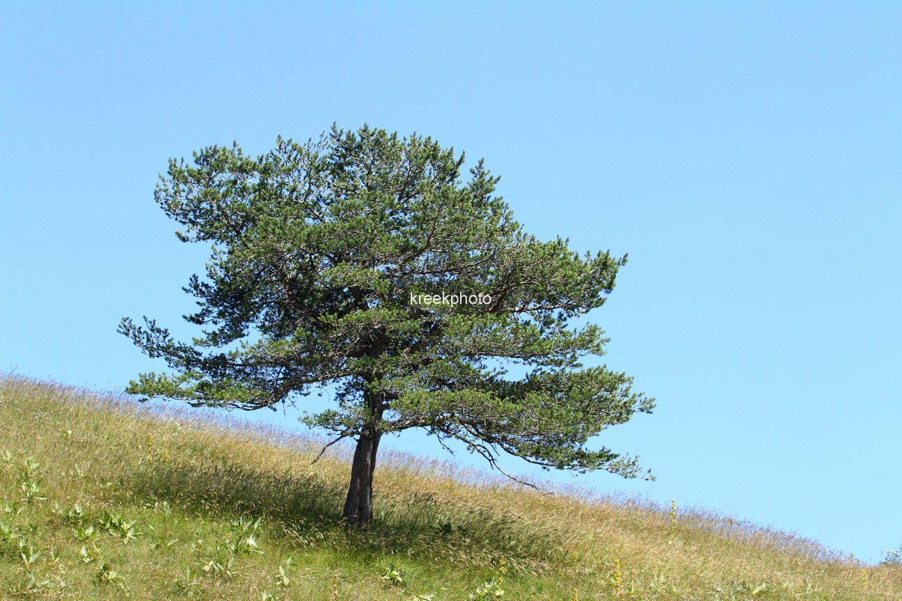 Pinus mugo subsp. uncinata