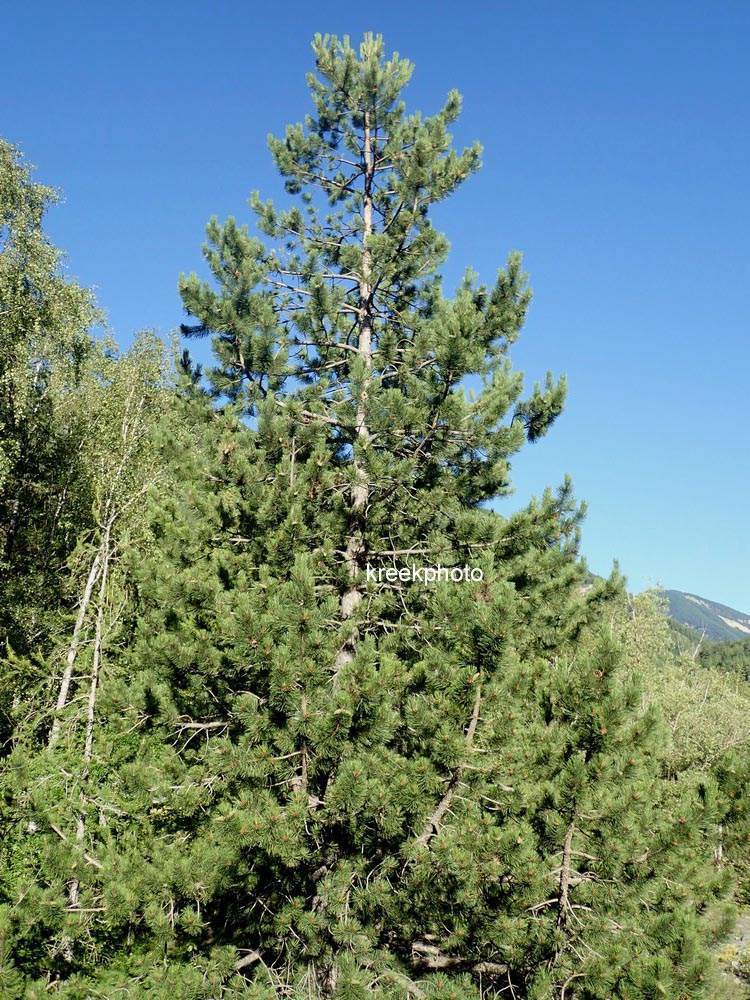Pinus nigra