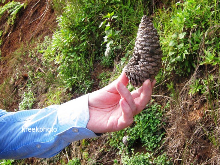 Pinus pinaster