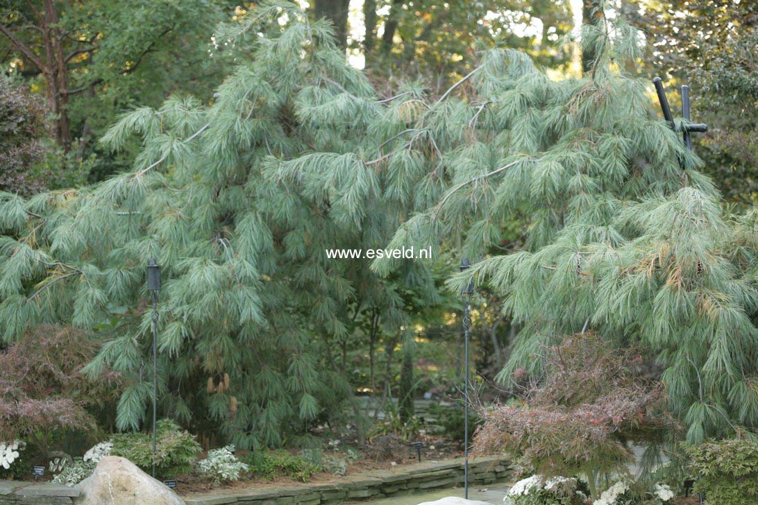 Pinus strobus 'Pendula'