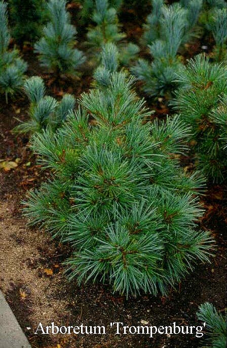 Pinus strobus 'Radiata'