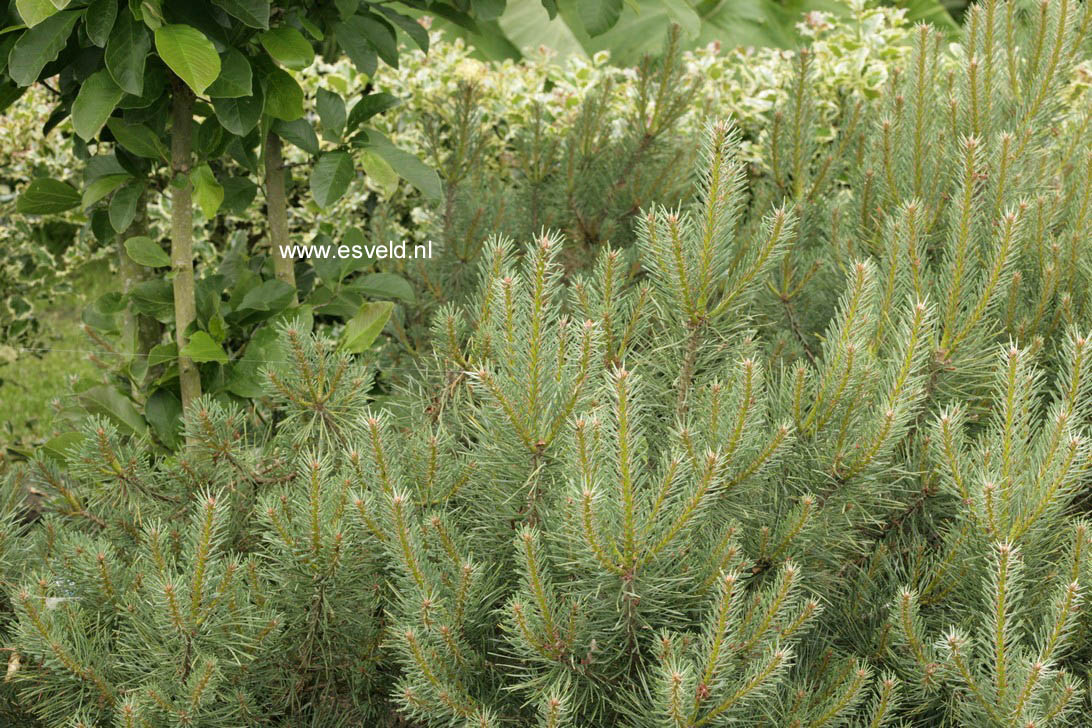 Pinus sylvestris 'Watereri'