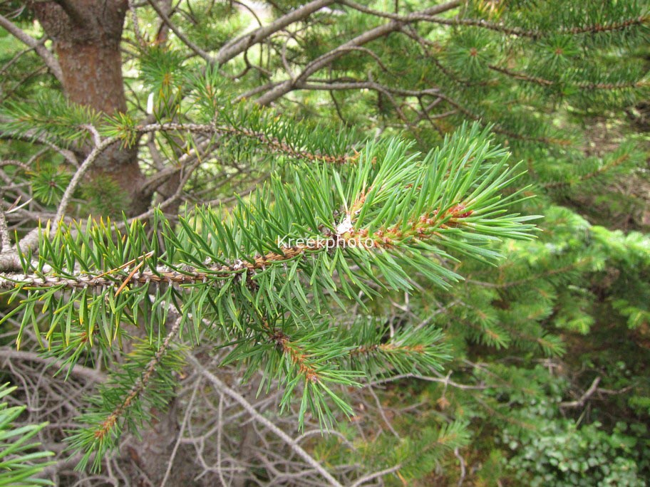 Pinus sylvestris