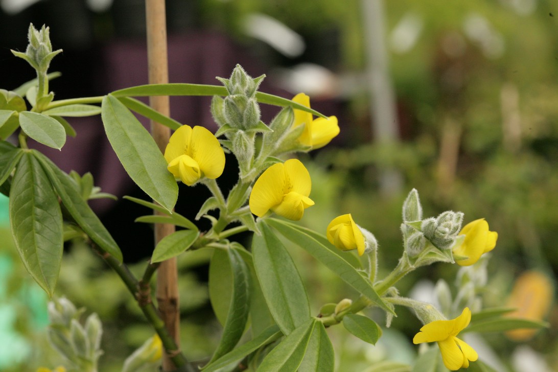 Piptanthus nepalensis