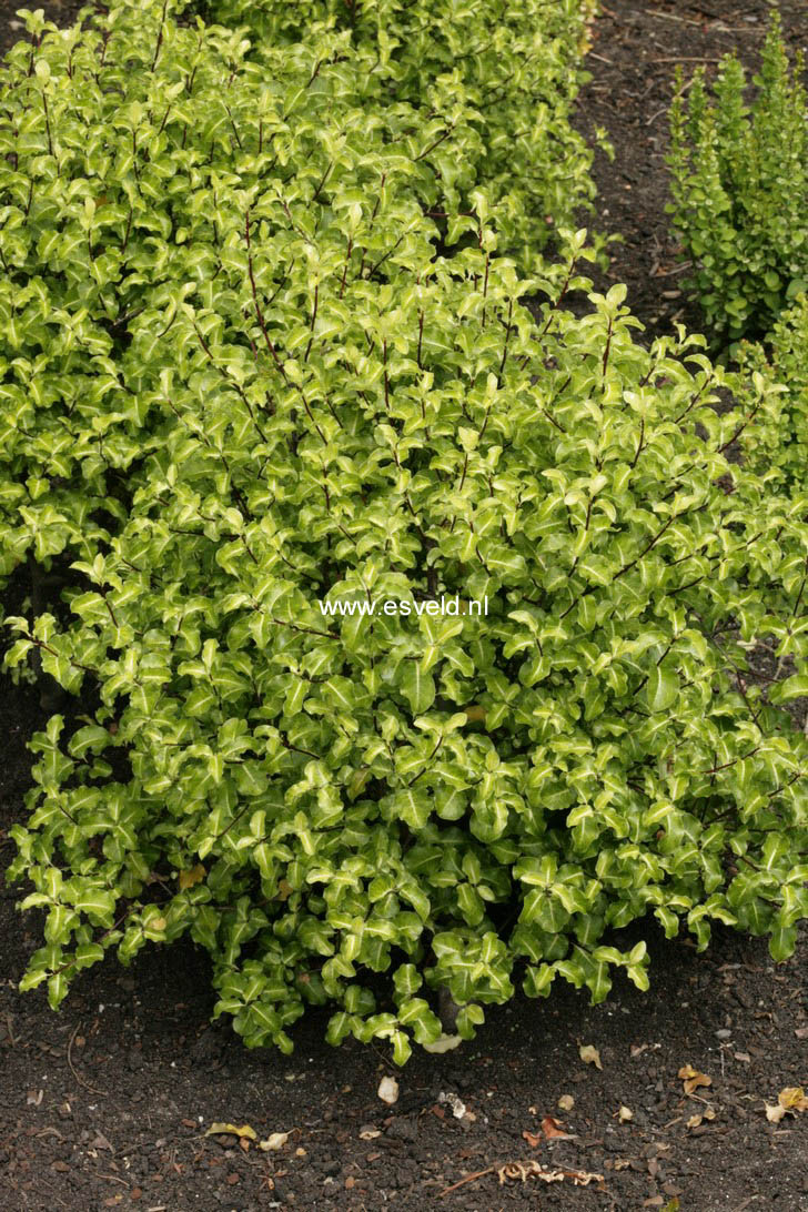 Pittosporum tenuifolium 'Abbotsbury Gold'
