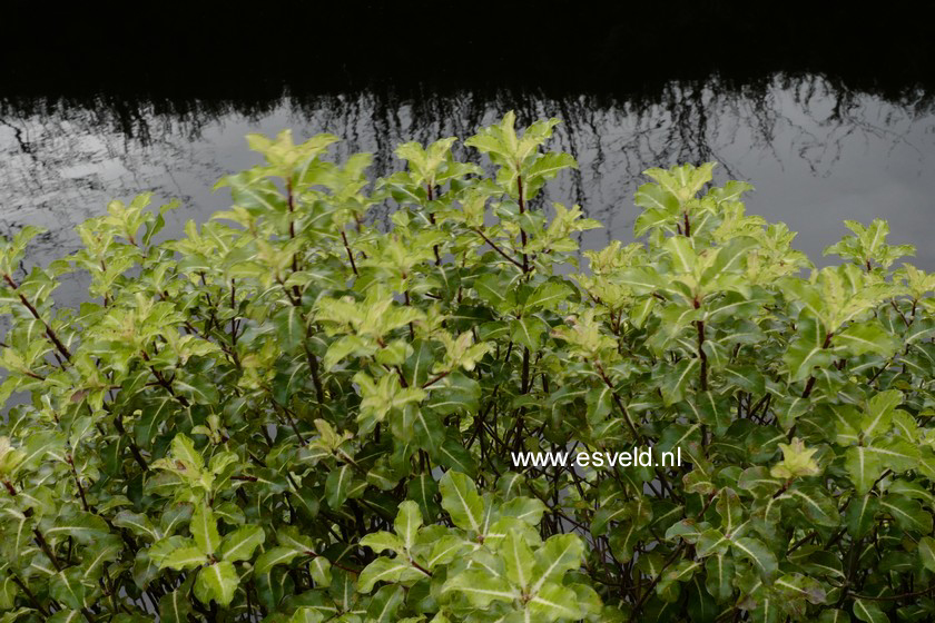 Pittosporum tenuifolium 'Gold Star'