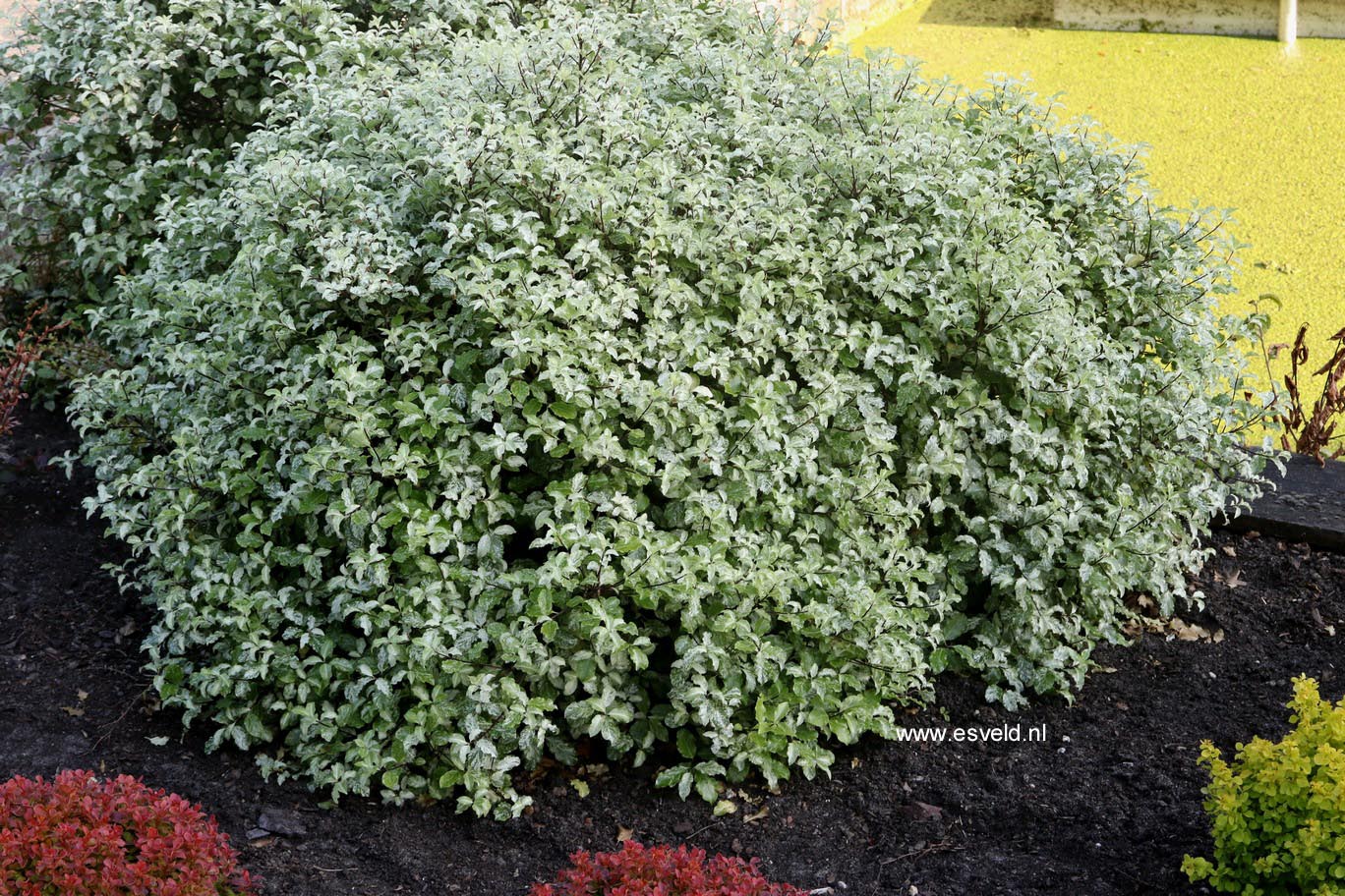 Pittosporum tenuifolium 'Irene Paterson'