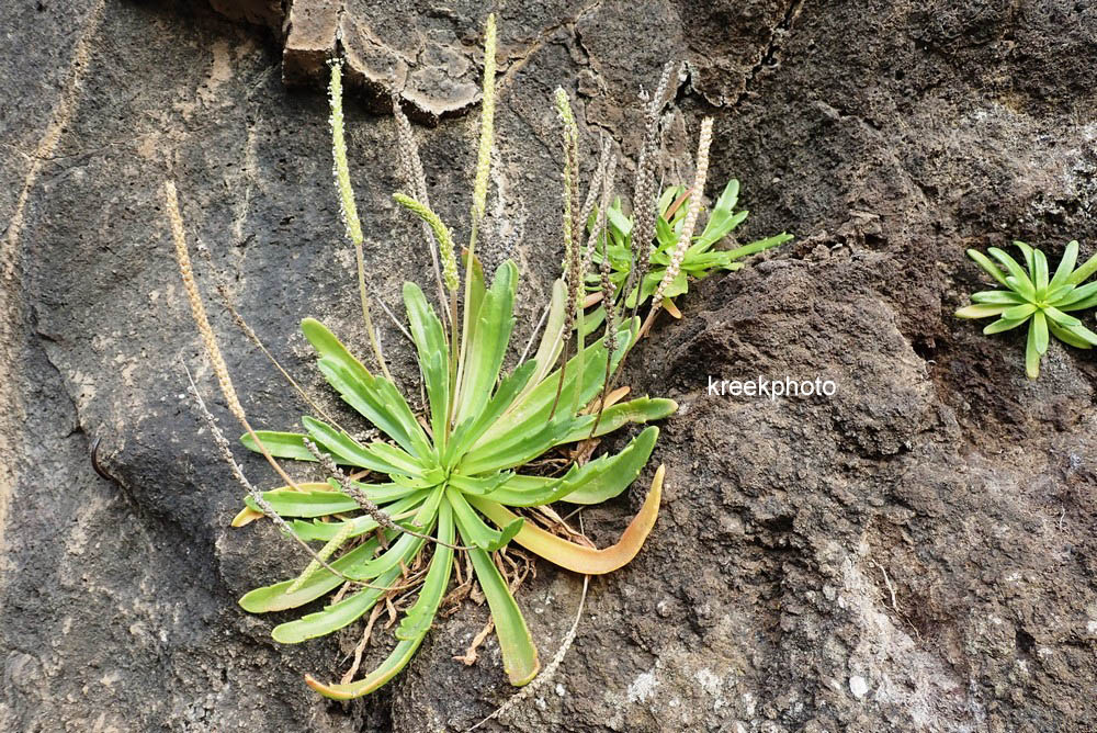 Plantago coronopus