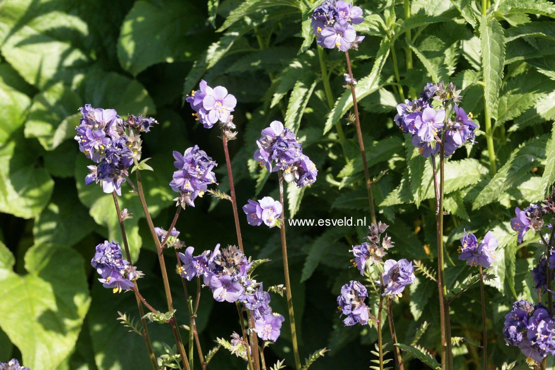 Polemonium yezoense 'Purple Rain'