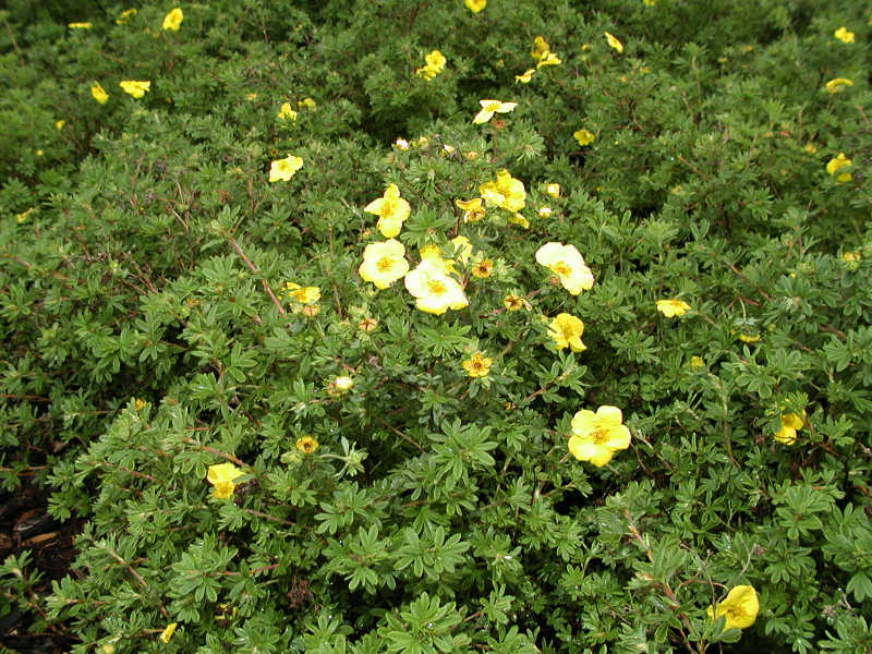 Potentilla fruticosa 'Goldstar'