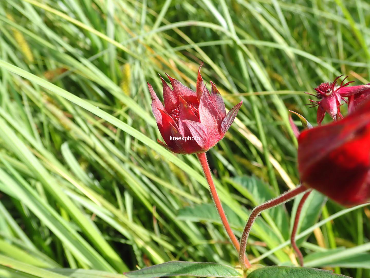 Potentilla palustris
