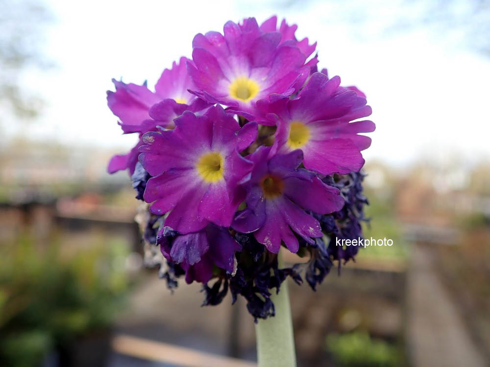 Primula denticulata