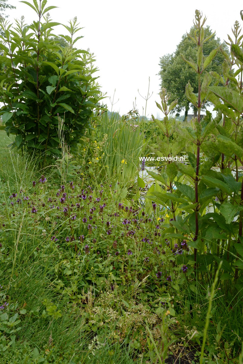 Prunella vulgaris