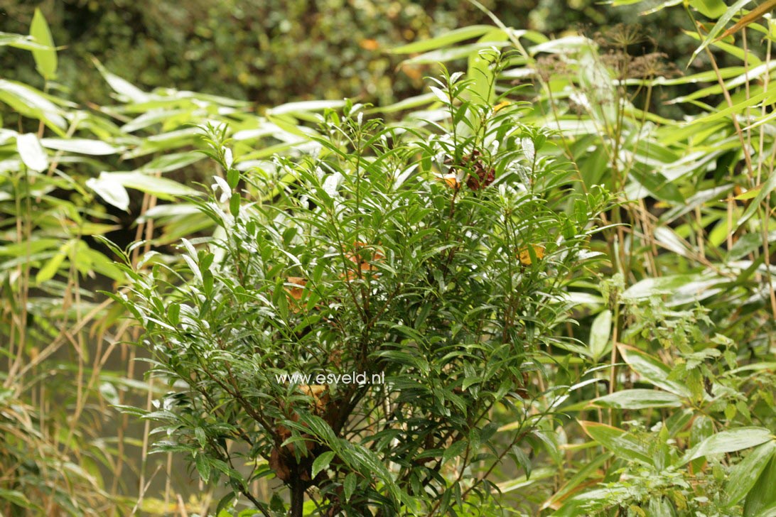 Prunus laurocerasus 'Miky'