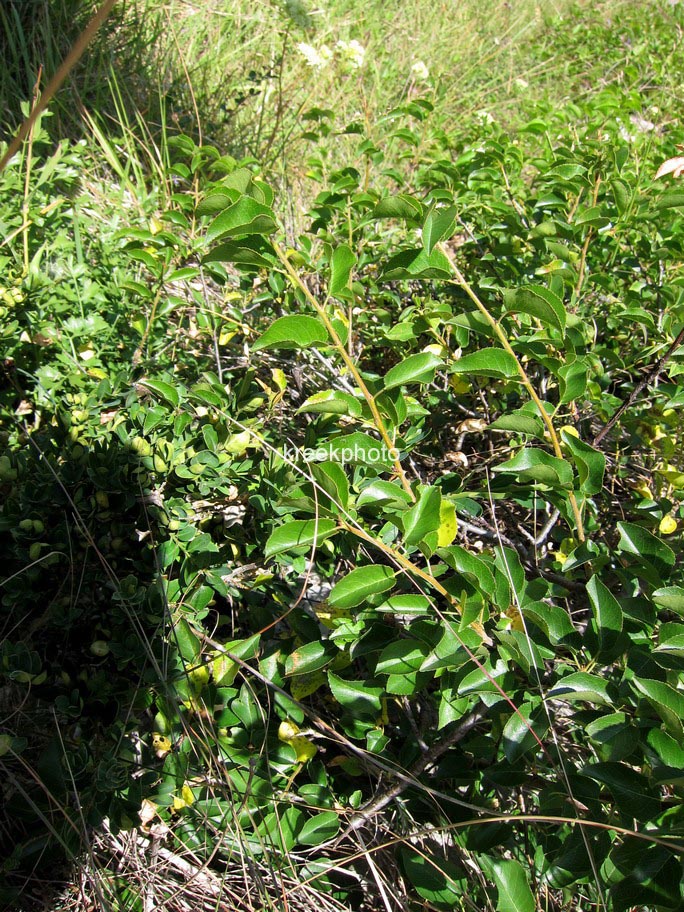 Prunus mahaleb