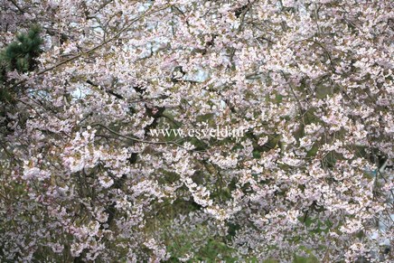 Prunus nipponica 'Felice'