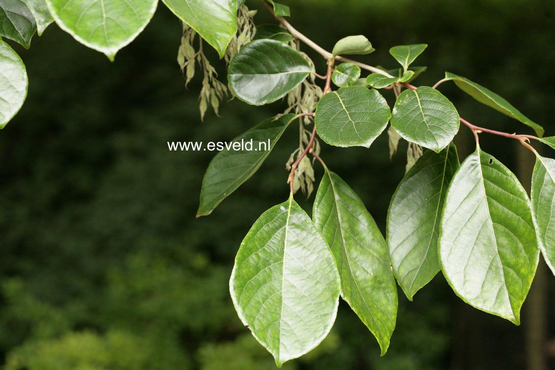 Pterostyrax psilophylla