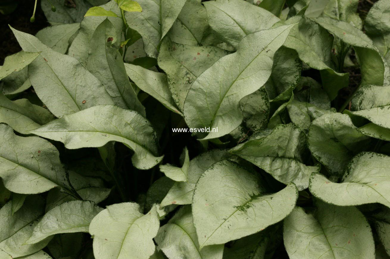 Pulmonaria 'Majestee'