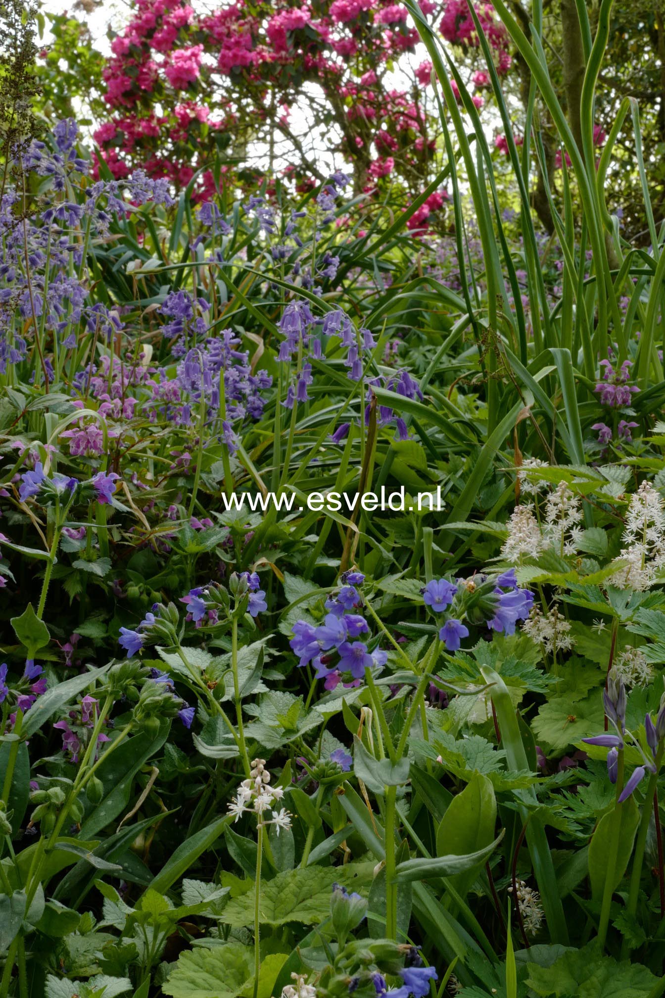 Pulmonaria angustifolia 'Blue Ensign'