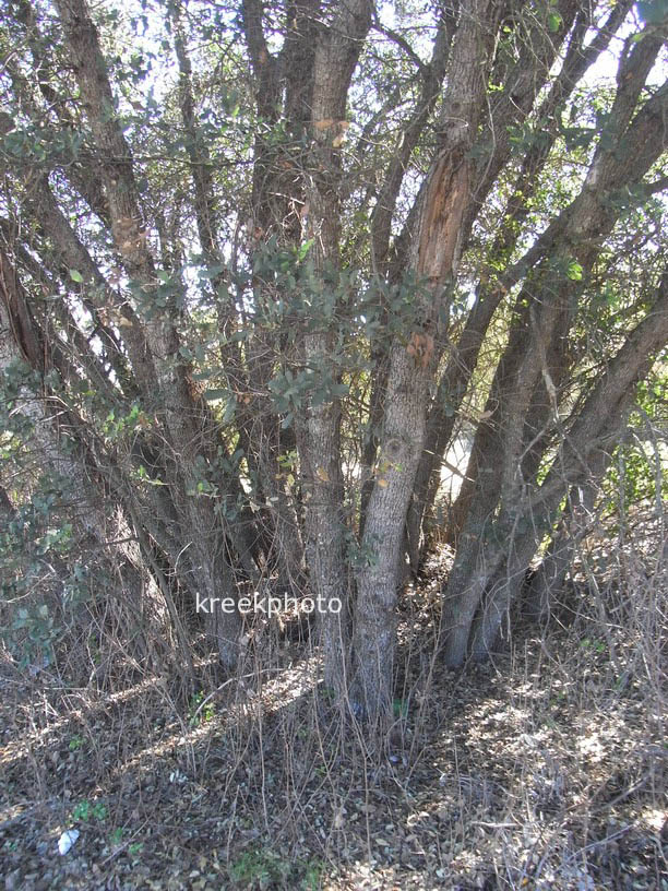Quercus agrifolia