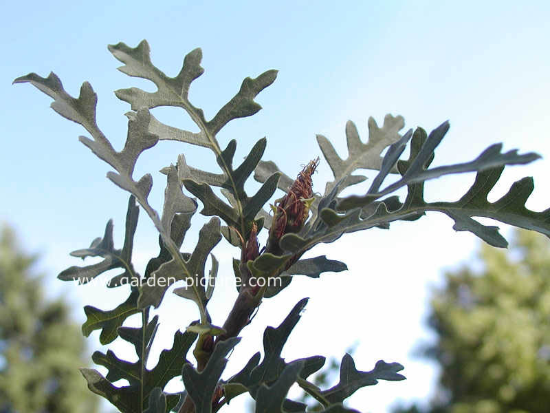 Quercus cerris 'Laciniata'